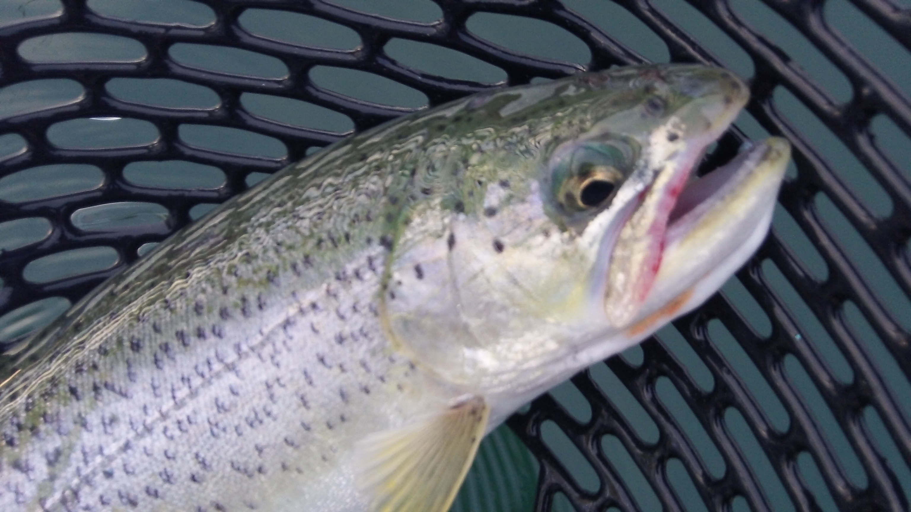 Coho Salmon and Cutthroat Guided Trips