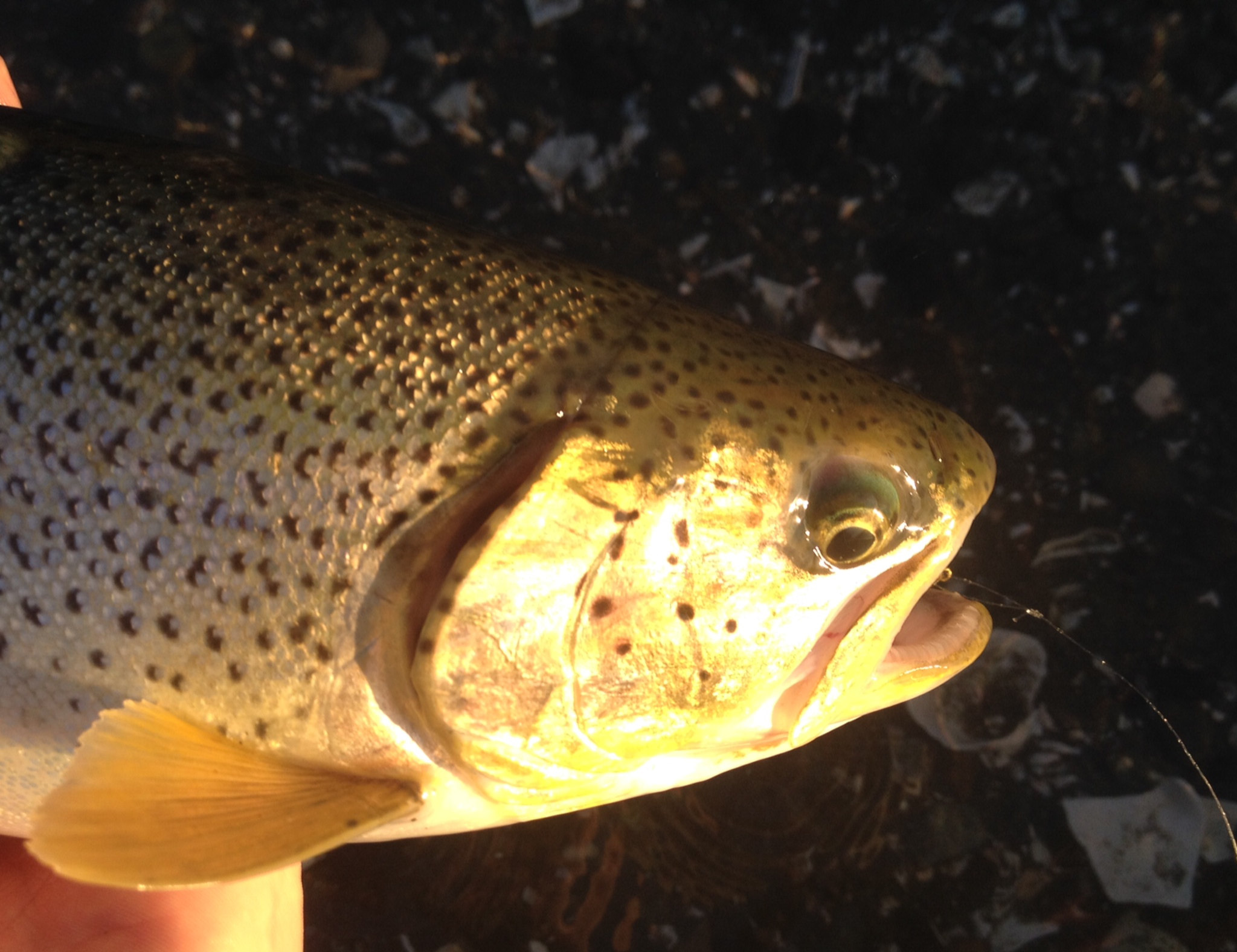 Harvest Trout, Silver Salmon and October Caddis!